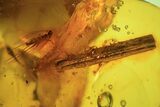 Detailed Fossil Fly (Diptera) & Wood Splinter In Baltic Amber #90869-2